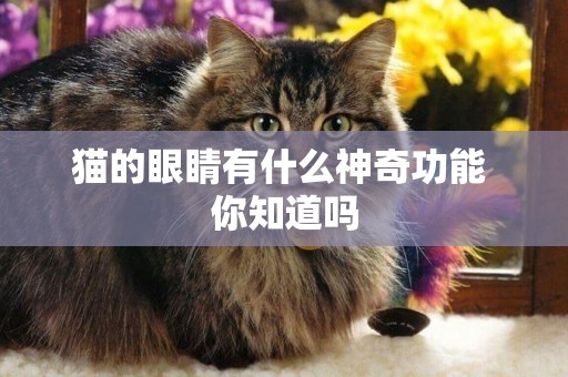 貓的眼睛有什么神奇功能 你知道嗎