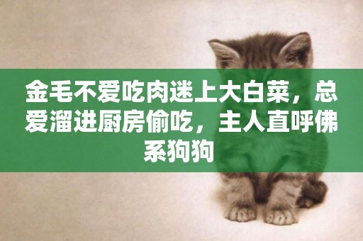 金毛不愛吃肉迷上大白菜，總愛溜進廚房偷吃，主人直呼佛系狗狗 
