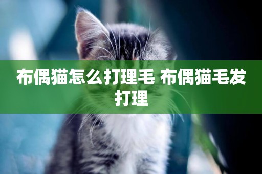 布偶貓怎么打理毛 布偶貓毛發打理