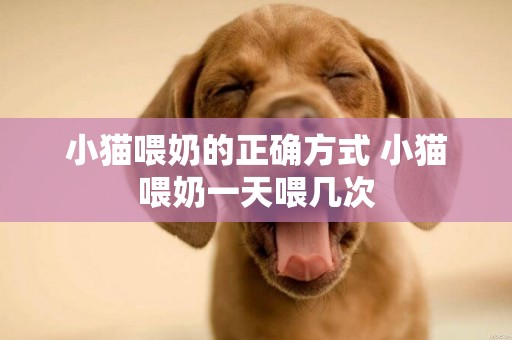 小貓喂奶的正確方式 小貓喂奶一天喂幾次