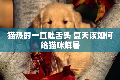 貓熱的一直吐舌頭 夏天該如何給貓咪解暑