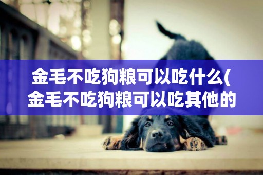 金毛不吃狗糧可以吃什么(金毛不吃狗糧可以吃其他的嗎) 