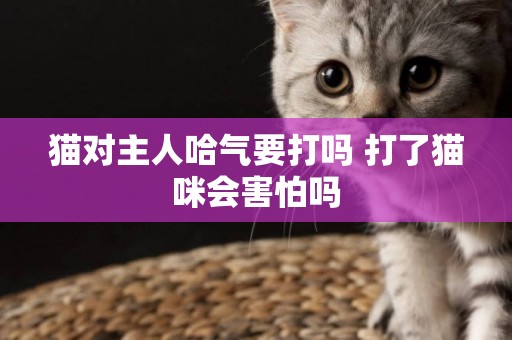 貓對主人哈氣要打嗎 打了貓咪會害怕嗎