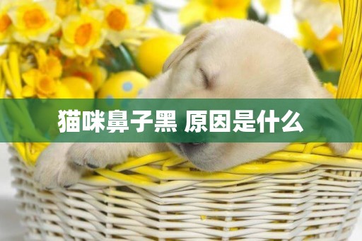 貓咪鼻子黑 原因是什么