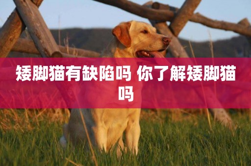 矮腳貓有缺陷嗎 你了解矮腳貓嗎