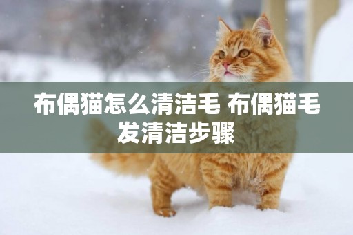 布偶貓怎么清潔毛 布偶貓毛發清潔步驟