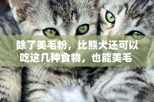 除了美毛粉，比熊犬還可以吃這幾種食物，也能美毛 