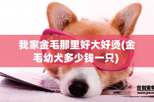 我家金毛那里好大好燙(金毛幼犬多少錢一只) 