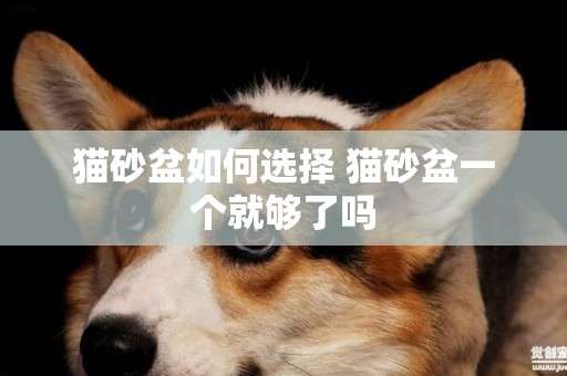 貓砂盆如何選擇 貓砂盆一個就夠了嗎 貓砂盆如何選擇 貓砂盆一個就夠了嗎