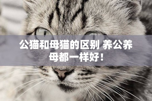 公貓和母貓的區別 養公養母都一樣好！