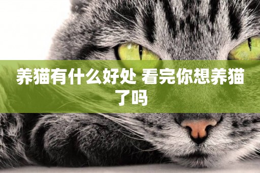 養貓有什么好處 看完你想養貓了嗎