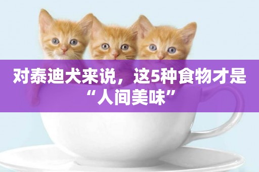 對泰迪犬來說，這5種食物才是“人間美味” 
