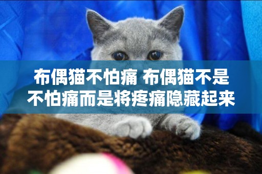 布偶貓不怕痛 布偶貓不是不怕痛而是將疼痛隱藏起來！