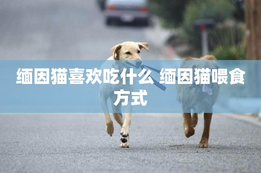 緬因貓喜歡吃什么 緬因貓喂食方式