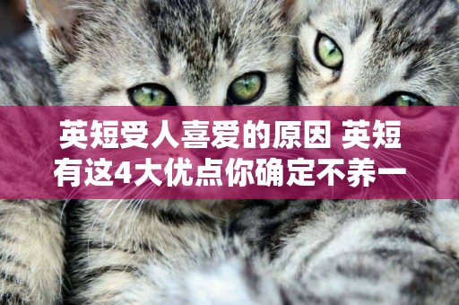 英短受人喜愛的原因 英短有這4大優點你確定不養一只？