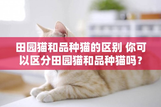 田園貓和品種貓的區別 你可以區分田園貓和品種貓嗎？