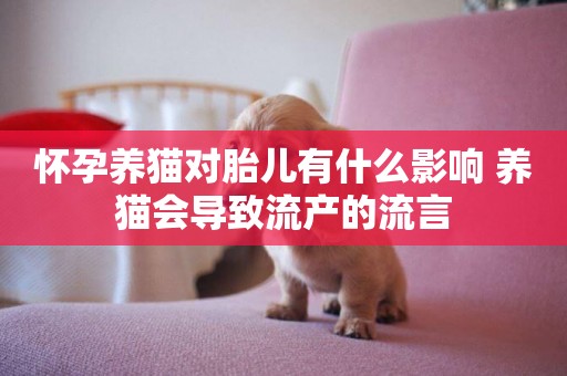 懷孕養貓對胎兒有什么影響 養貓會導致流產的流言