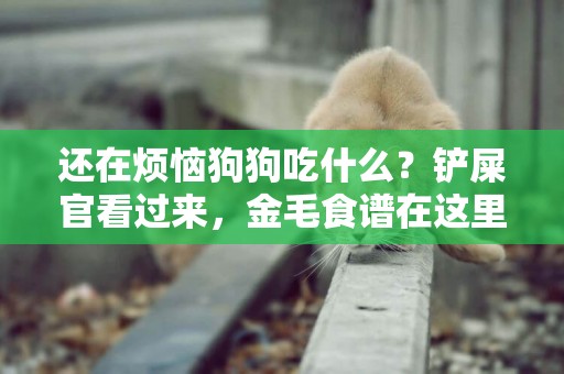 還在煩惱狗狗吃什么？鏟屎官看過來，金毛食譜在這里 