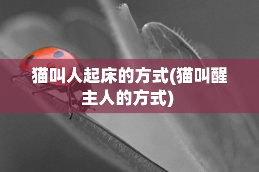 貓叫人起床的方式(貓叫醒主人的方式) 