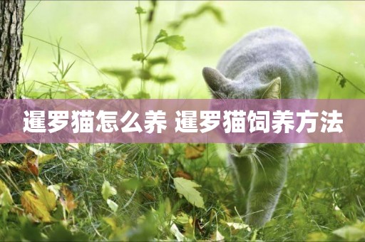 暹羅貓怎么養 暹羅貓飼養方法