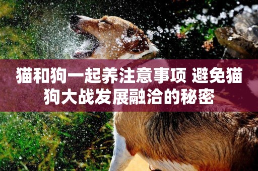 貓和狗一起養注意事項 避免貓狗大戰發展融洽的秘密