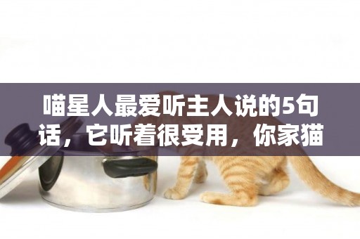 喵星人最愛聽主人說的5句話，它聽著很受用，你家貓咪喜歡聽嗎？ 