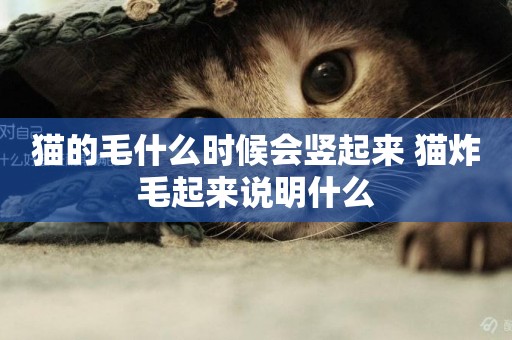 貓的毛什么時候會豎起來 貓炸毛起來說明什么