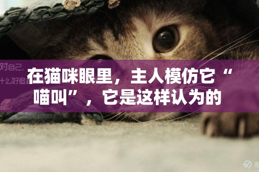 在貓咪眼里，主人模仿它“喵叫”，它是這樣認為的 