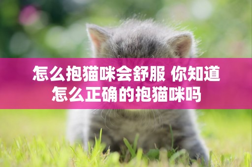 怎么抱貓咪會舒服 你知道怎么正確的抱貓咪嗎