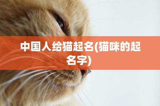 中國人給貓起名(貓咪的起名字) 
