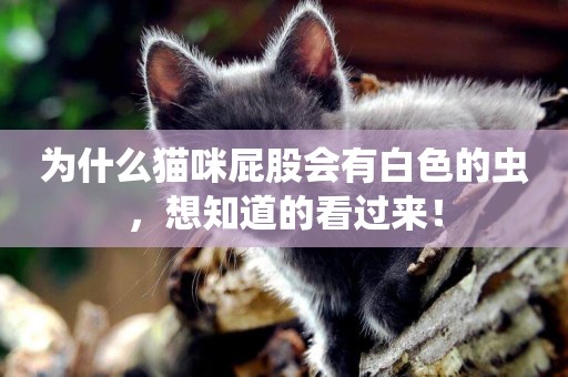 為什么貓咪屁股會有白色的蟲,想知道的看過來! 為什么貓咪屁股會有白色的蟲,想知道的看過來!
