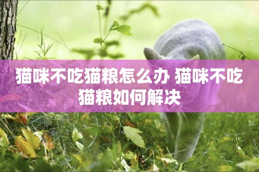 貓咪不吃貓糧怎么辦 貓咪不吃貓糧如何解決