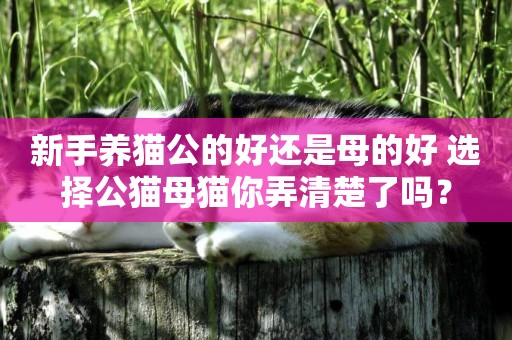 新手養貓公的好還是母的好 選擇公貓母貓你弄清楚了嗎？