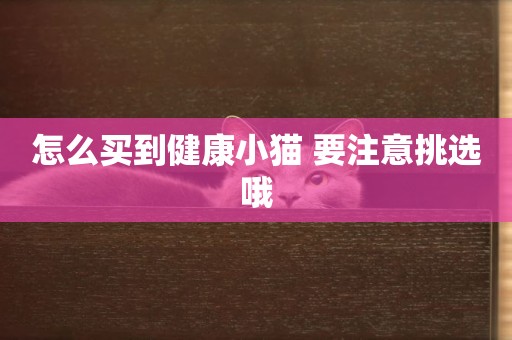 怎么買到健康小貓 要注意挑選哦