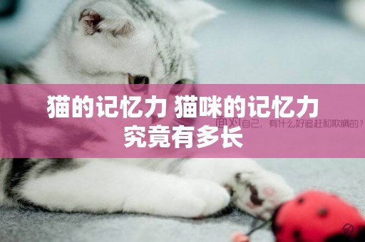 貓的記憶力 貓咪的記憶力究竟有多長