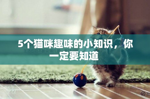 5個貓咪趣味的小知識，你一定要知道 