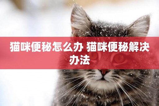 貓咪便秘怎么辦 貓咪便秘解決辦法