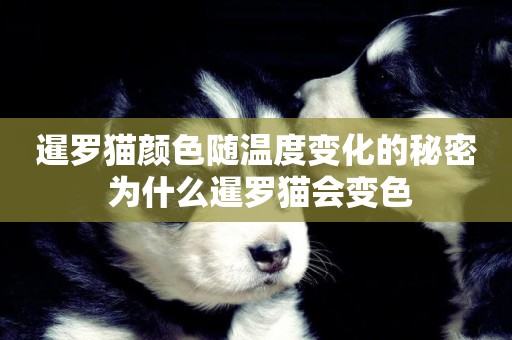 暹羅貓顏色隨溫度變化的秘密 為什么暹羅貓會變色