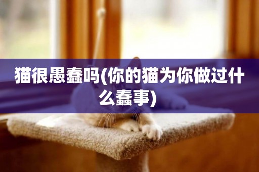 貓很愚蠢嗎(你的貓為你做過什么蠢事) 