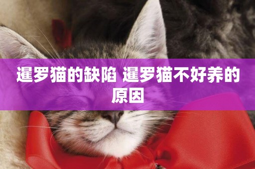 暹羅貓的缺陷 暹羅貓不好養的原因