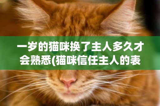 一歲的貓咪換了主人多久才會熟悉(貓咪信任主人的表現) 