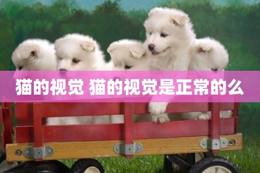 貓的視覺 貓的視覺是正常的么