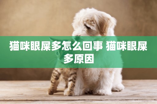 貓咪眼屎多怎么回事 貓咪眼屎多原因