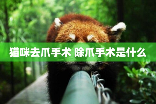 貓咪去爪手術 除爪手術是什么