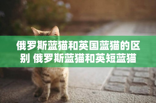 俄羅斯藍貓和英國藍貓的區別 俄羅斯藍貓和英短藍貓
