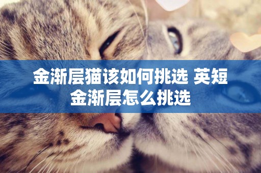 金漸層貓該如何挑選 英短金漸層怎么挑選