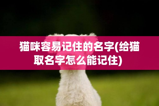 貓咪容易記住的名字(給貓取名字怎么能記住) 