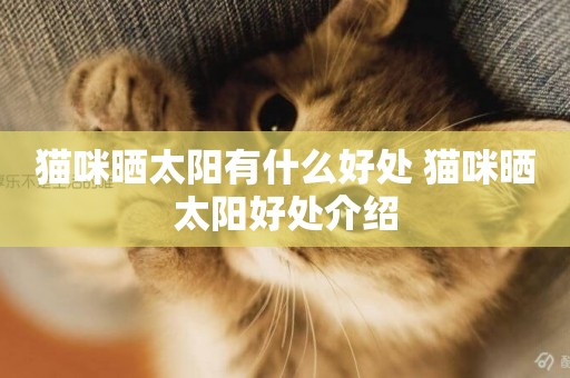 貓咪曬太陽有什么好處 貓咪曬太陽好處介紹