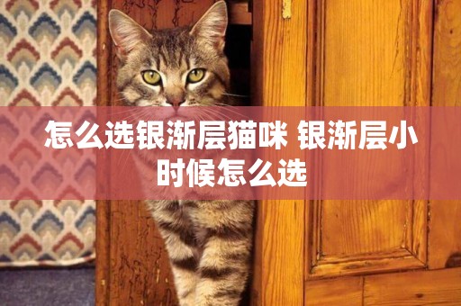 怎么選銀漸層貓咪 銀漸層小時候怎么選