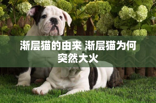 漸層貓的由來 漸層貓為何突然大火